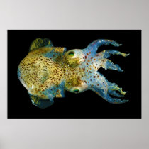 Squid Bobtail Dumpling Stubby Sepiola Atlantica Print