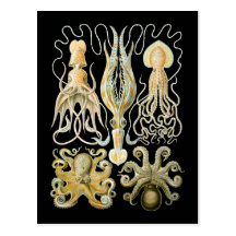 Squid & Octopus Post Card