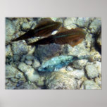 Squid Wannabe Posters