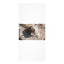 squirel eating rack card
