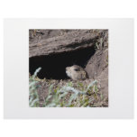 squirel in hole letterhead