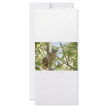 squirel in tree rack cards