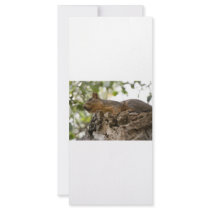 squirel on wood rack card