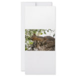 squirel on wood rack card