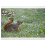 squirel walking letterhead