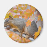 squirel with nut magnet