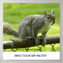 Squirell Poster