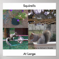 Squirells, At Large. Poster