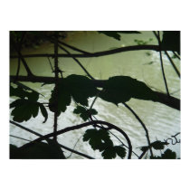 Squire's Creek through the Underbrush posters