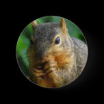 Squirrel 1 buttons