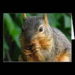 Squirrel 1 cards