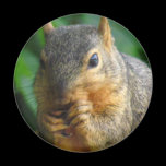 Squirrel 1 magnets