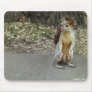 Squirrel 1