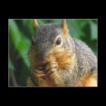 Squirrel 1 postcards