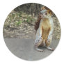 Squirrel 1