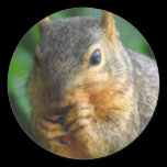 Squirrel 1 stickers