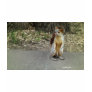 Squirrel 1