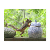 Squirrel and Cookie Jar Postcards