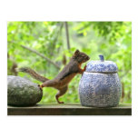 Squirrel and Cookie Jar Postcards