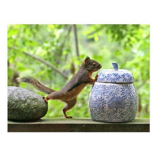 Squirrel and Cookie Jar Postcards