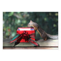 Squirrel and Open Present Photographic Print