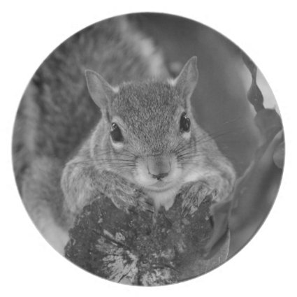 squirrel animal on log hanging out bw party plates