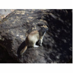Squirrel Animal photo sculptures