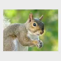 Squirrel Animal Postcard postcards