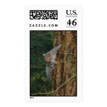 Squirrel Attack! postage by kapulani Squirrel Attack! postage