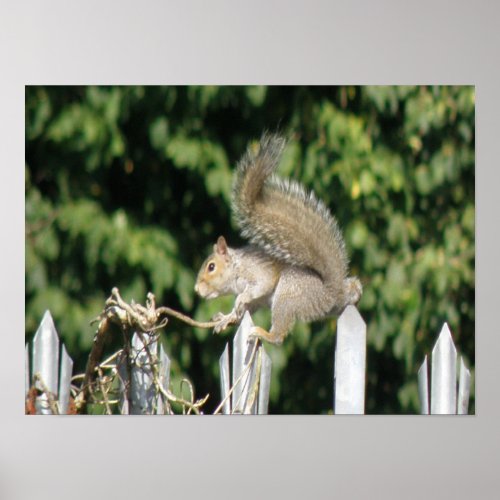 Squirrel balancing act Print print