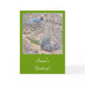 squirrel & bluejay cards