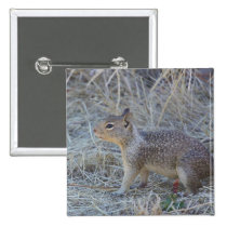 Squirrel Button buttons