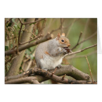 Squirrel cards by mitchellbrownphotos Squirrel cards