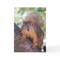Squirrel Card