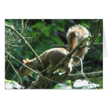 Squirrel cards