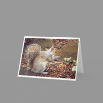 Squirrel cards