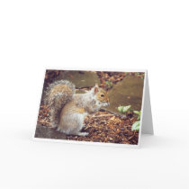 Squirrel cards