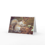 Squirrel Cards