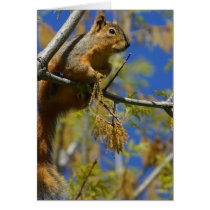 Squirrel Card