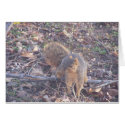 squirrel card