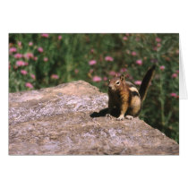 Squirrel cards by keoma Squirrel cards