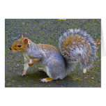 Squirrel Greeting Cards
