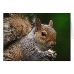 Squirrel Card