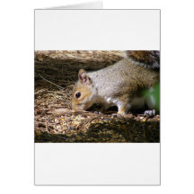 Squirrel Card