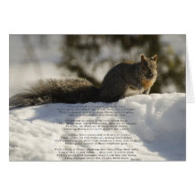 Squirrel Cards