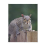 Squirrel Caught In the Act Product Series Postcards