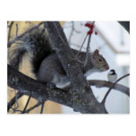 Squirrel/Chickadee Postcard postcards