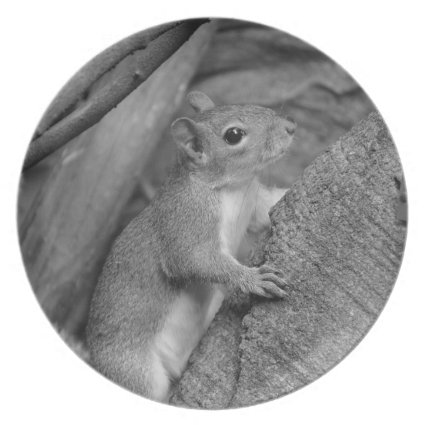 squirrel climbing ficus tree bw dinner plate