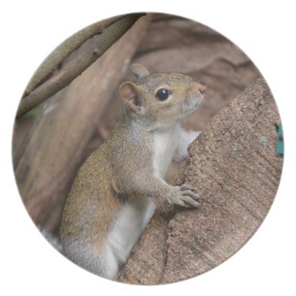 squirrel climbing tree cute animal color dinner plates
