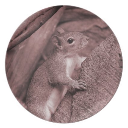 squirrel climbing tree reddish animal party plate